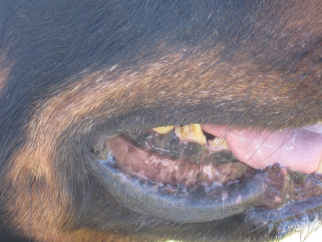 Schwarzer Hund = Dunkel pigmentiertes Zahnfleisch? Seite 2 Der Hund