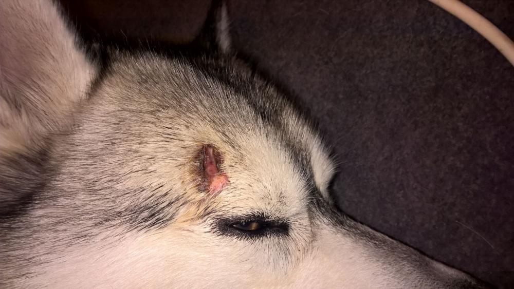 Husky Bissverletzung Der Hund